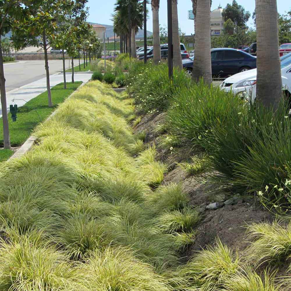 Iarba Ornamentala Asiatica Ogon (Acorus Gramineus)