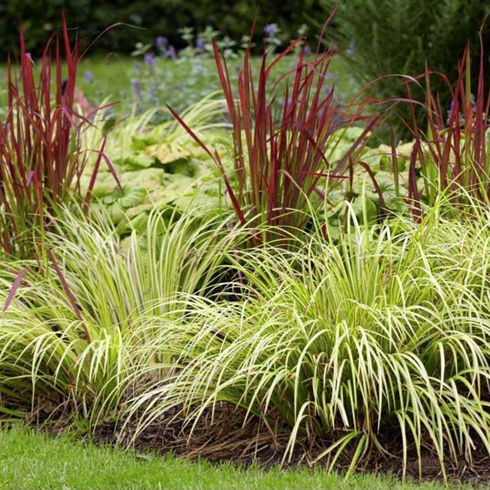 Iarba Ornamentala Asiatica Ogon (Acorus Gramineus)