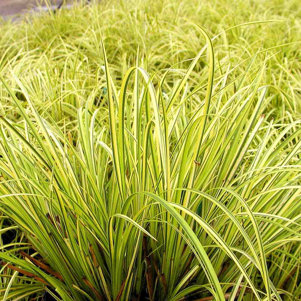 Iarba Ornamentala Asiatica Ogon (Acorus Gramineus)