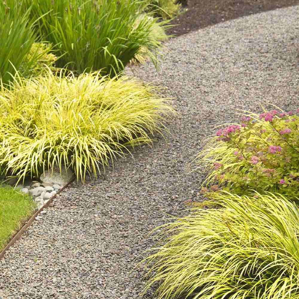 Iarba Ornamentala Asiatica Ogon (Acorus Gramineus)