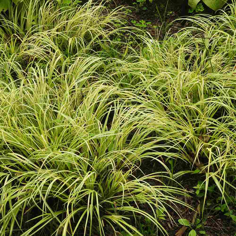 Iarba Ornamentala Asiatica Ogon (Acorus Gramineus)