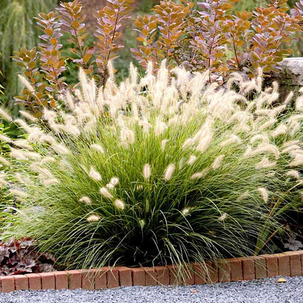 Iarba Ornamentala Pennisetum Fairy Tails