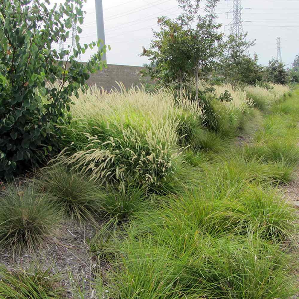 Iarba Ornamentala Pennisetum Fairy Tails