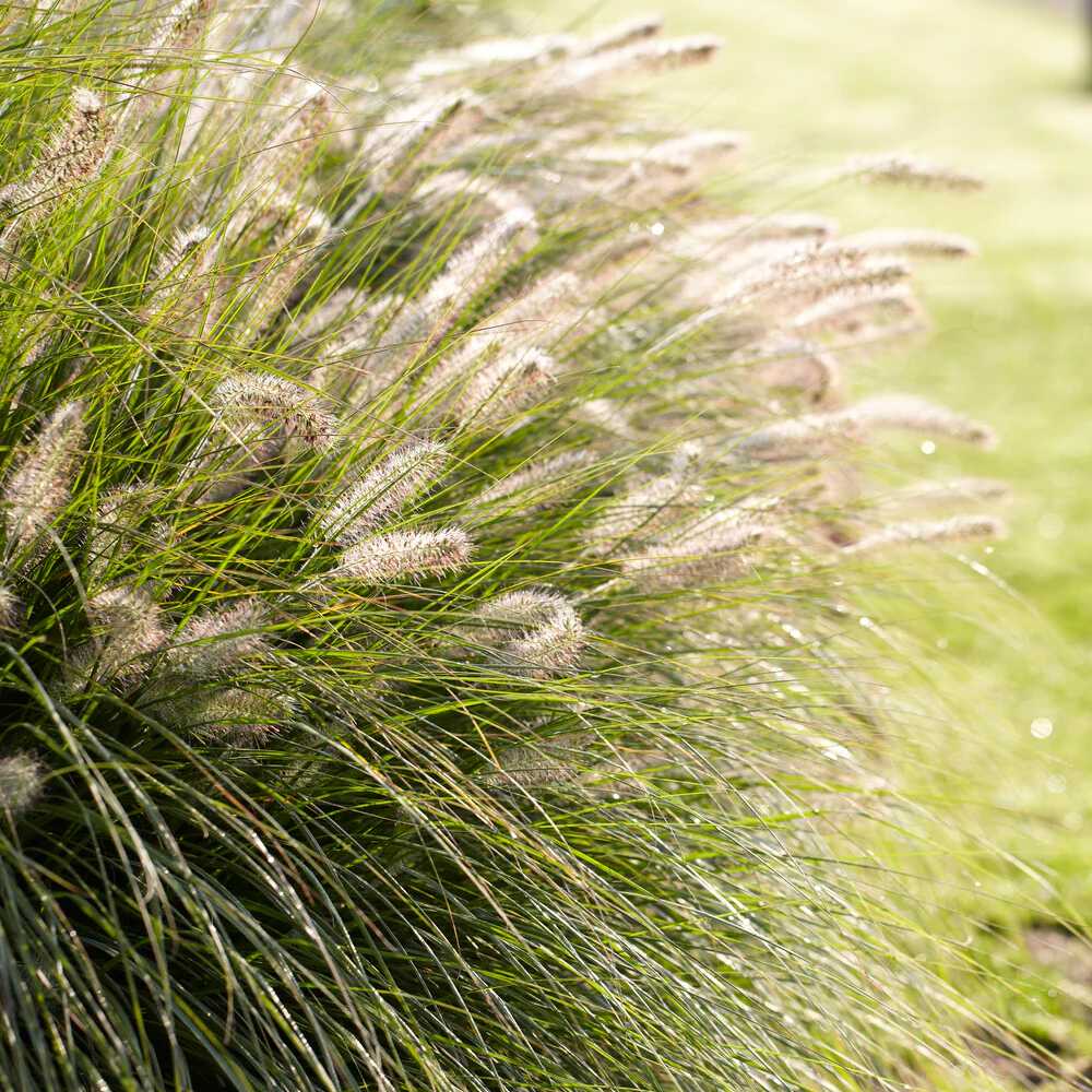 Iarba Ornamentala Pennisetum Fairy Tails