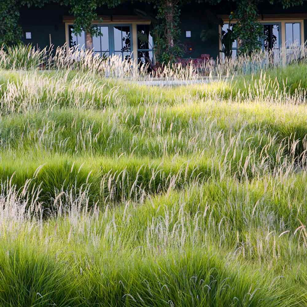 Iarba Ornamentala Pennisetum Fairy Tails