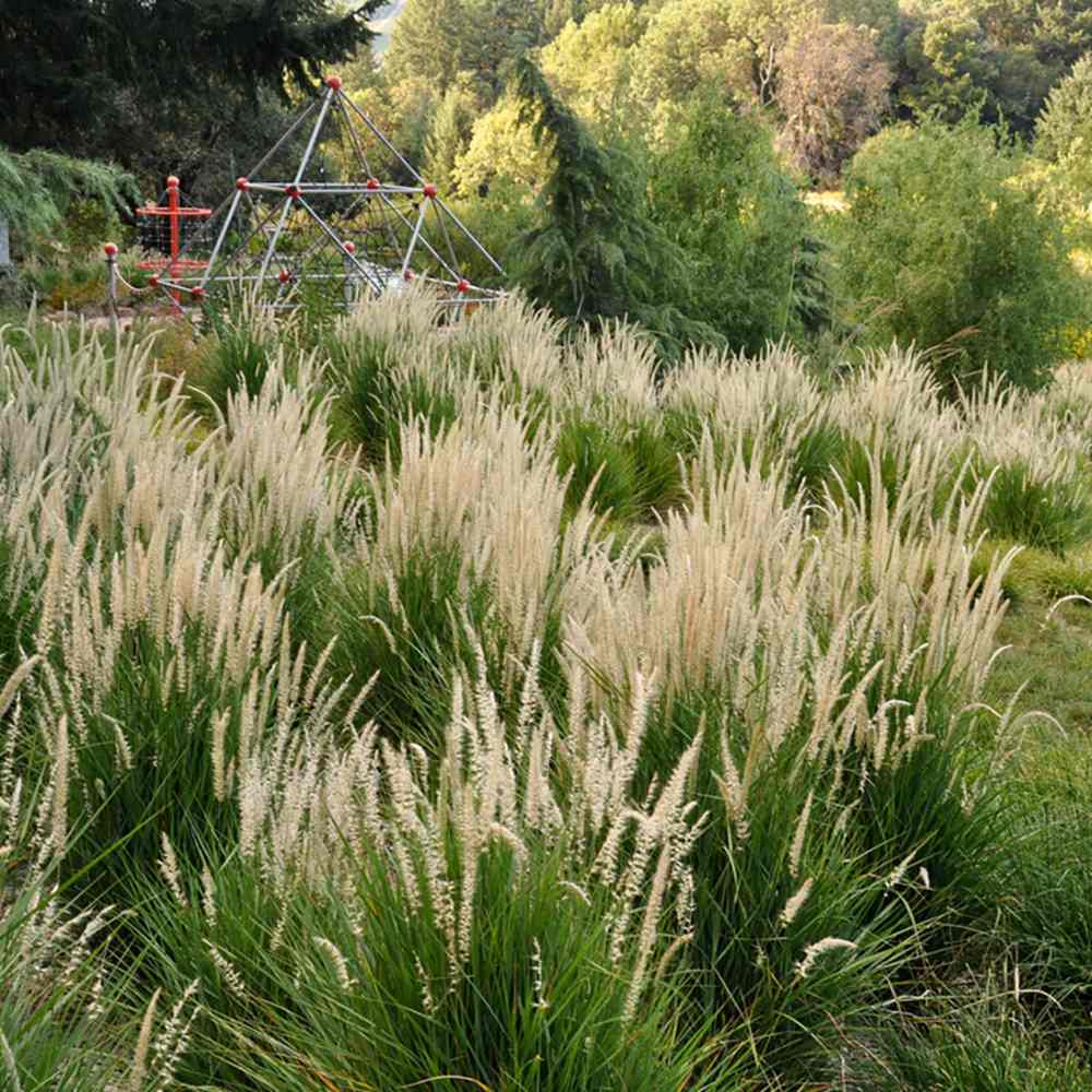 Iarba Ornamentala Pennisetum Fairy Tails