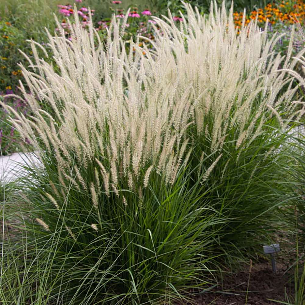 Iarba Ornamentala Pennisetum Fairy Tails