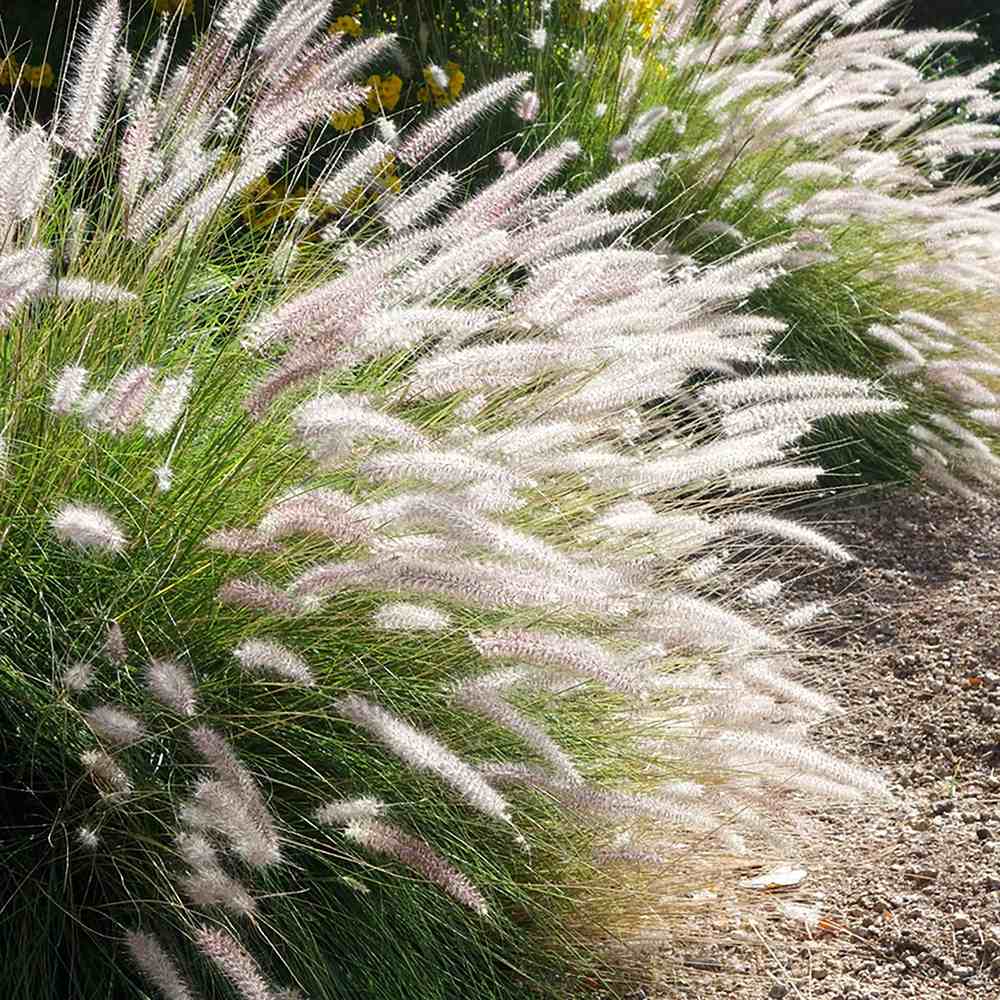 Iarba Ornamentala Pennisetum Fairy Tails