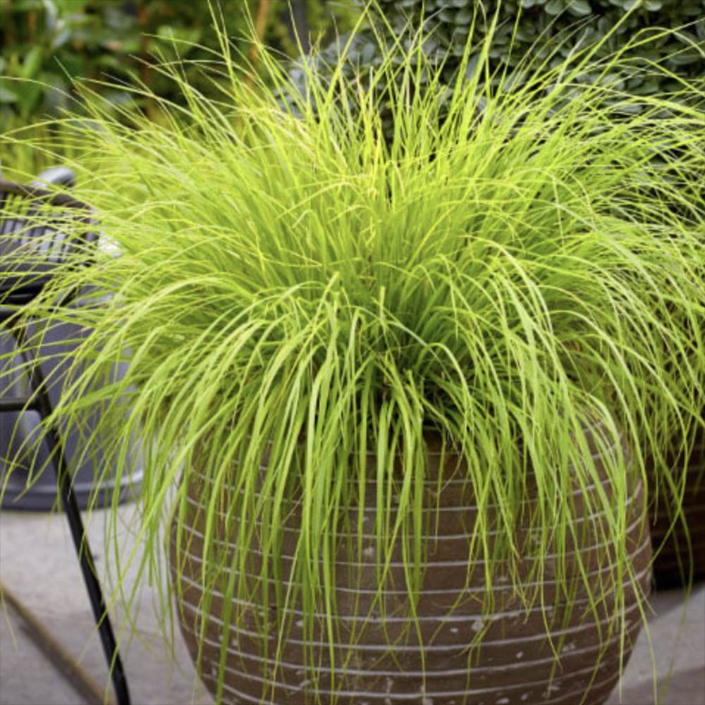 Iarba Chinezeasca Pennisetum Hameln Gold