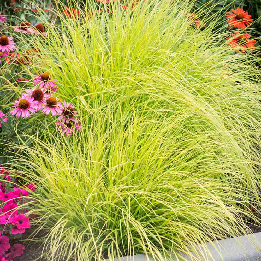 Iarba Chinezeasca Pennisetum Hameln Gold