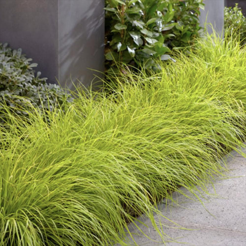 Iarba Chinezeasca Pennisetum Hameln Gold