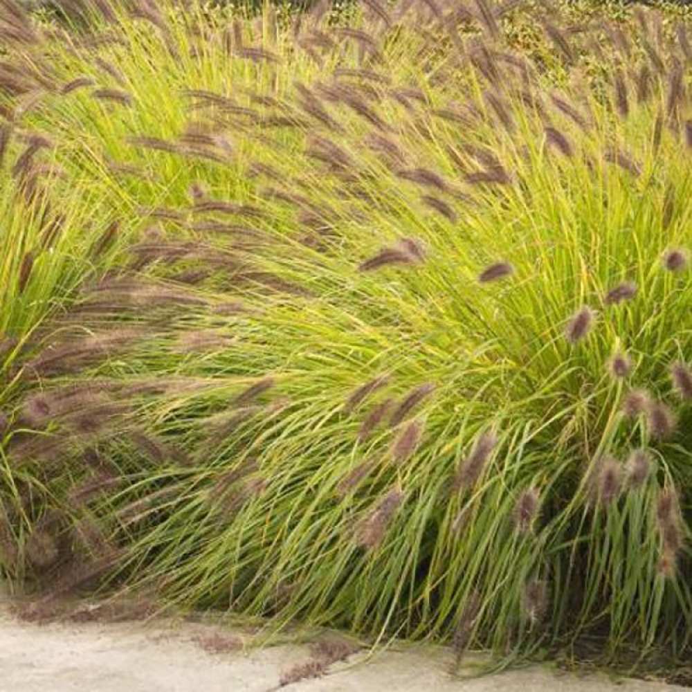 Iarba Chinezeasca Pennisetum Hameln Gold