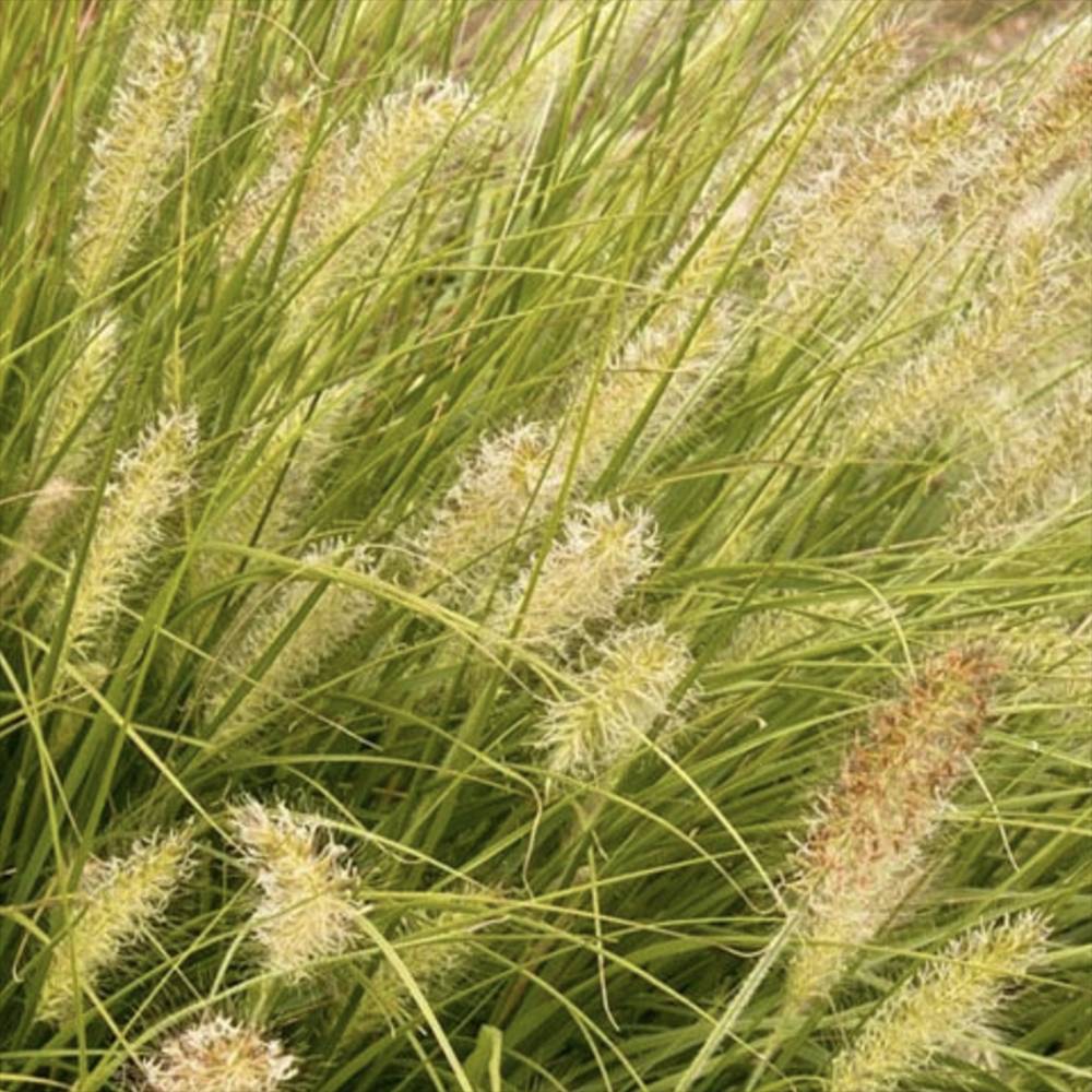 Iarba Chinezeasca Pennisetum Hameln Gold