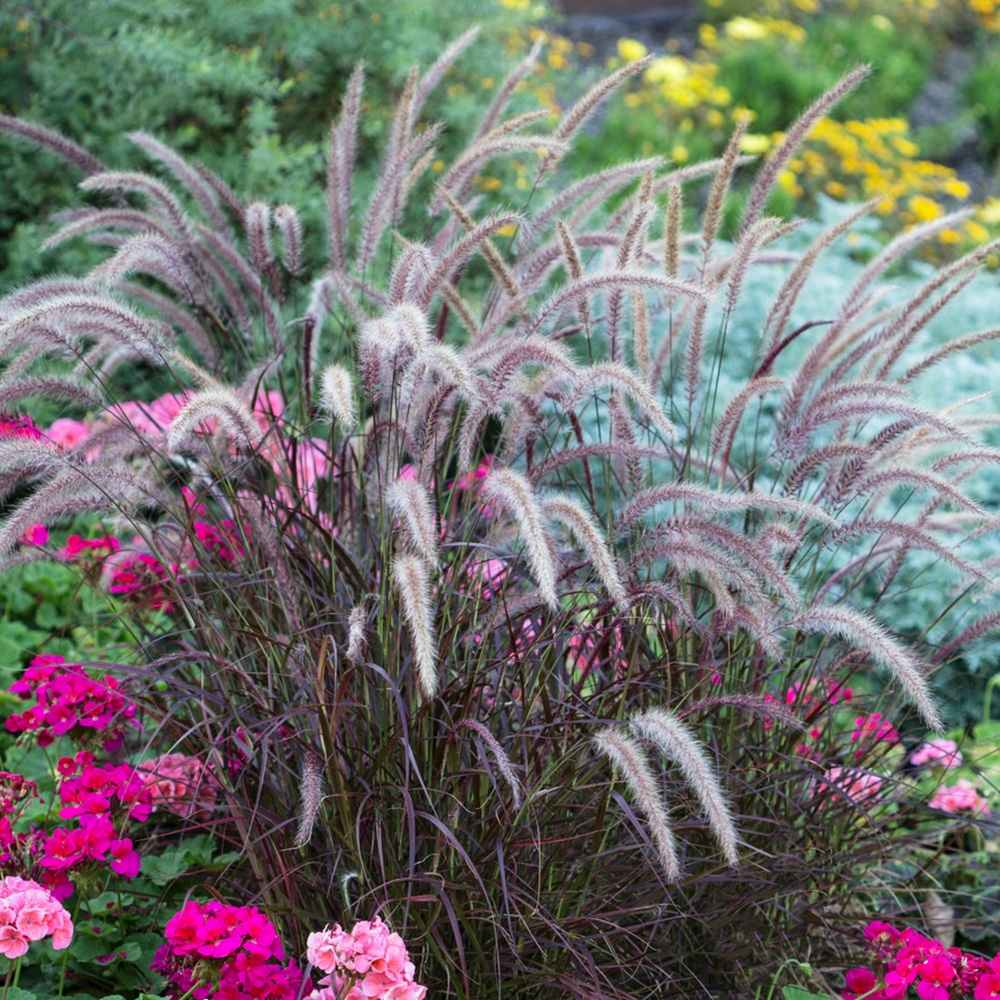 Iarba Ornamentala rosu Pennisetum Rubrum