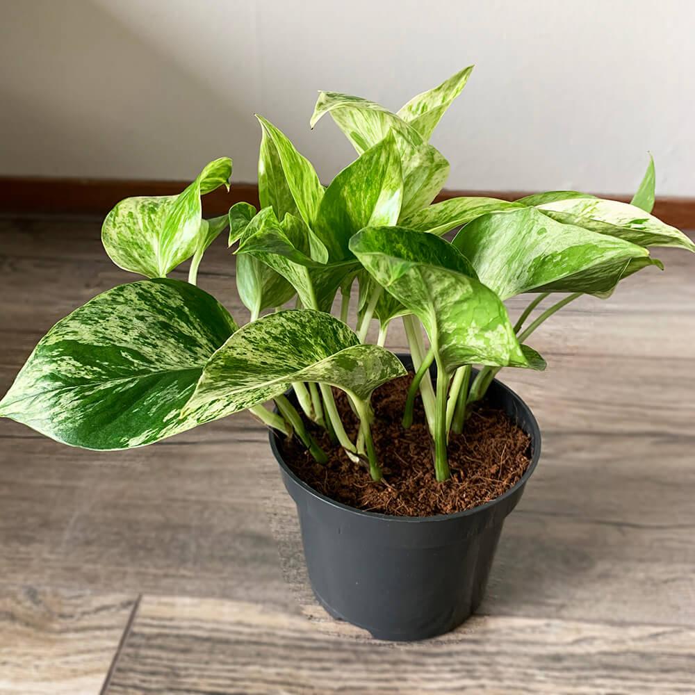 Iedera diavolului Curgatoare (Epipremnum) Marble Queen - 30 cm