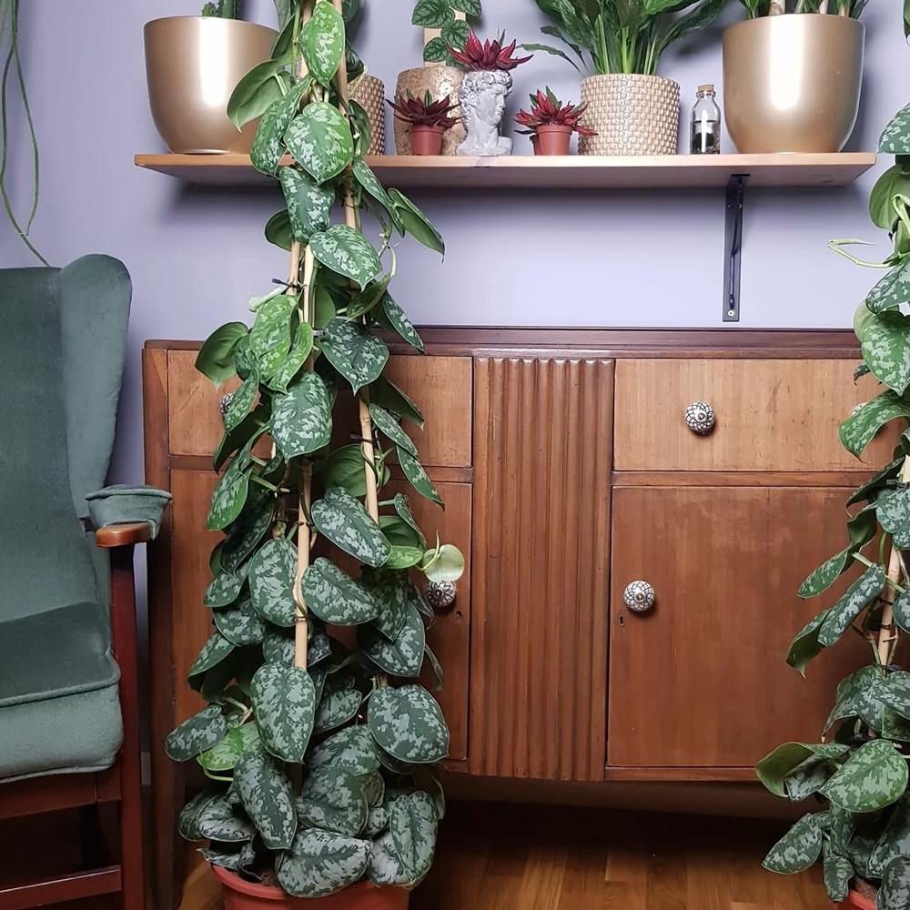 Iedera diavolului Curgatoare Epipremnum Silvery Ann (Cu Suport) - 120 cm