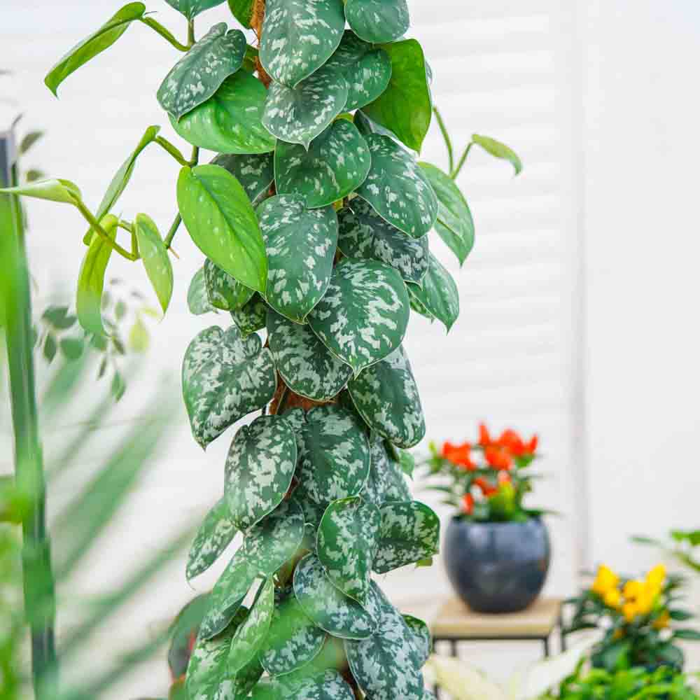 Iedera diavolului Curgatoare Epipremnum Silvery Ann (Cu Suport) - 120 cm