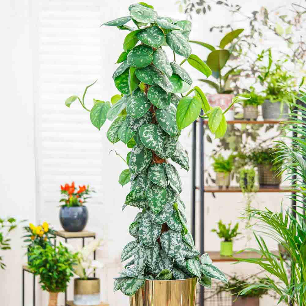 Iedera diavolului Curgatoare Epipremnum Silvery Ann (Cu Suport) - 120 cm