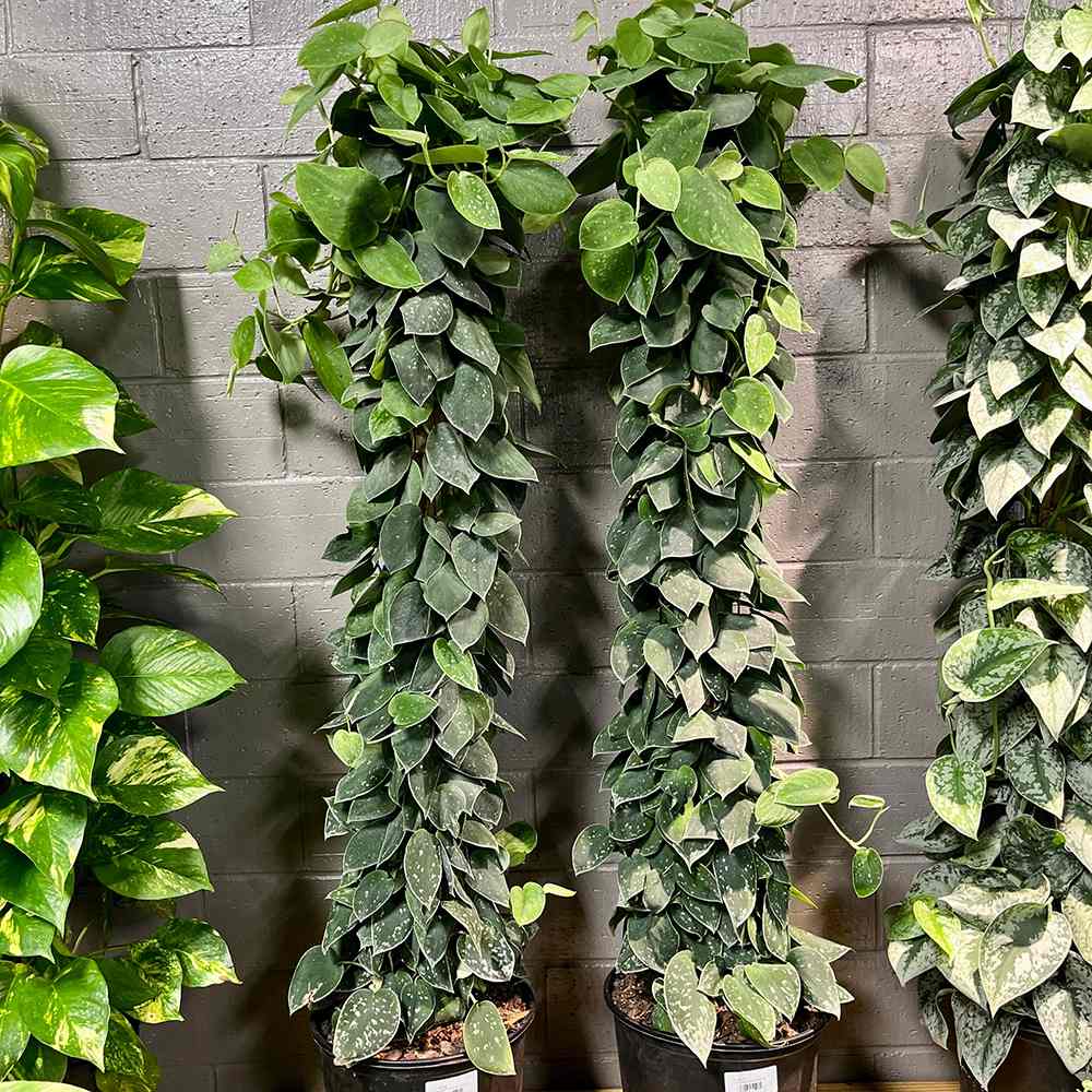 Iedera diavolului Curgatoare Epipremnum Silvery Ann (Cu Suport) - 120 cm