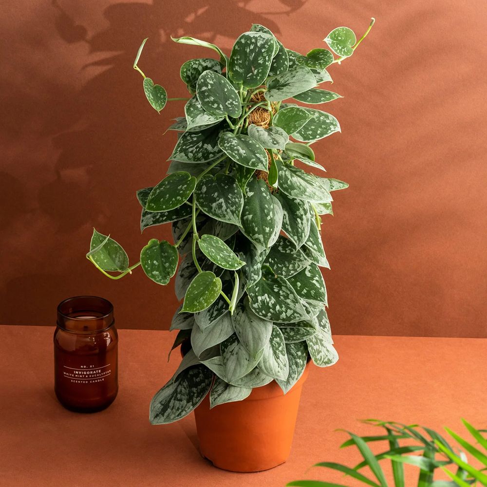 Iedera diavolului Curgatoare Epipremnum Silvery Ann (Cu Suport) - 120 cm