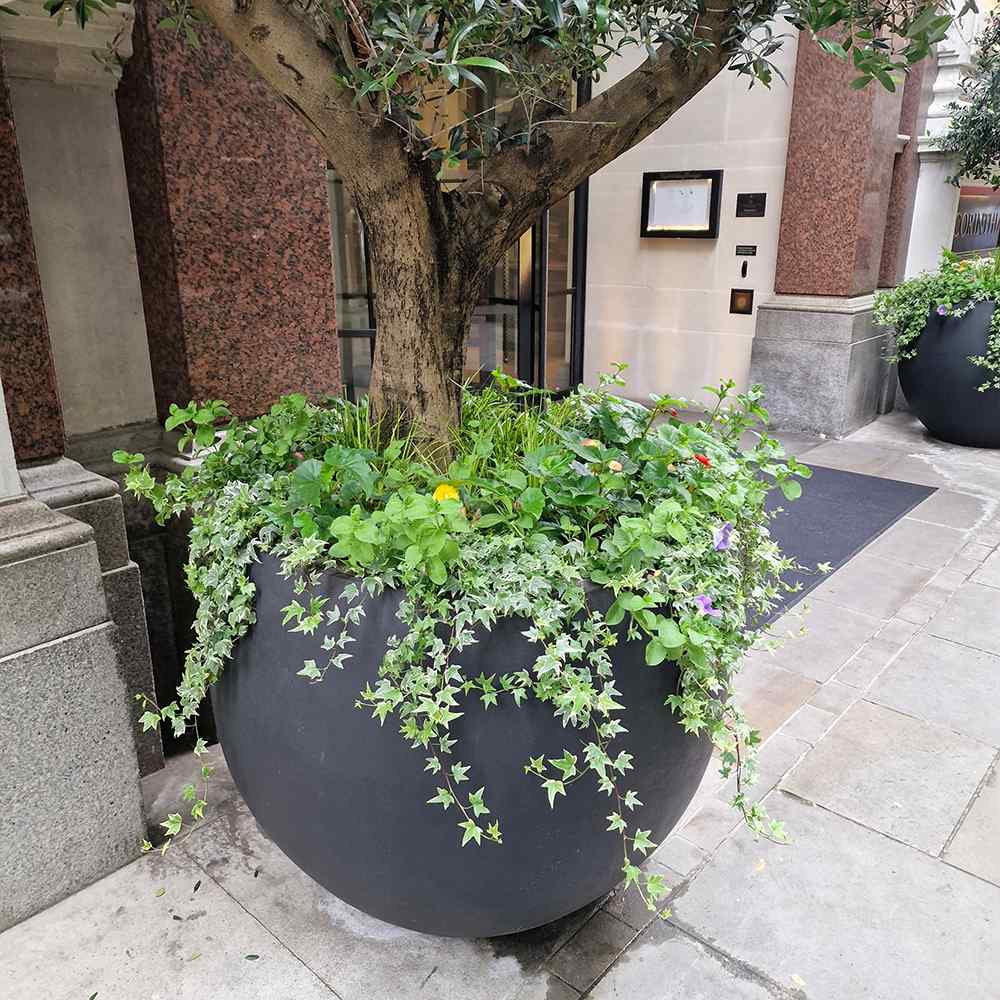 Iedera galben-verde Yellow Ripple, cataratoare, vesnic verde