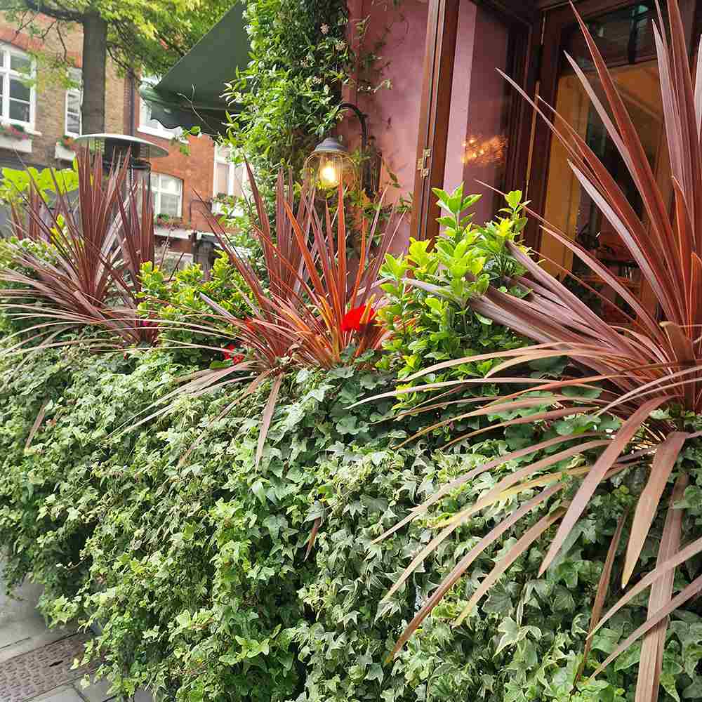 Iedera galben-verde Yellow Ripple, cataratoare, vesnic verde