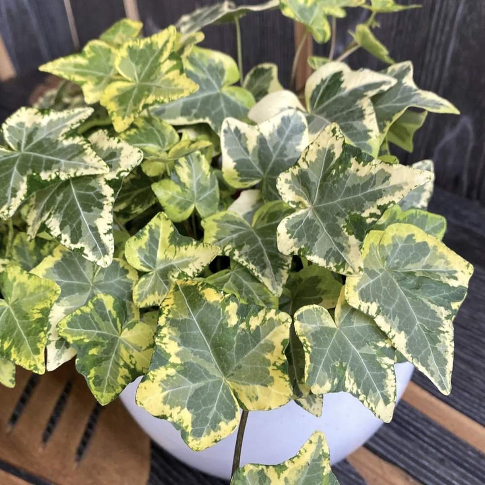 Iedera Golden Kolibri, cu frunzis verde si margini aurii