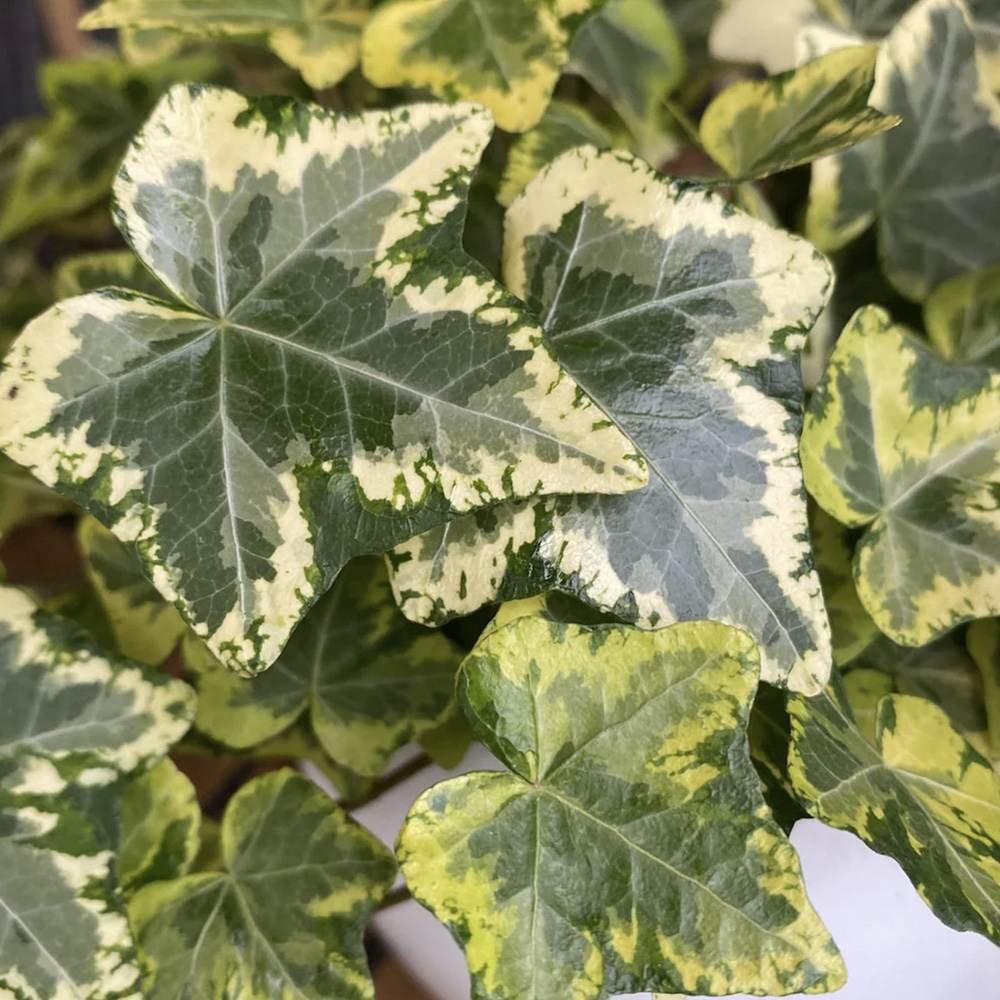 Iedera Golden Kolibri, cu frunzis verde si margini aurii