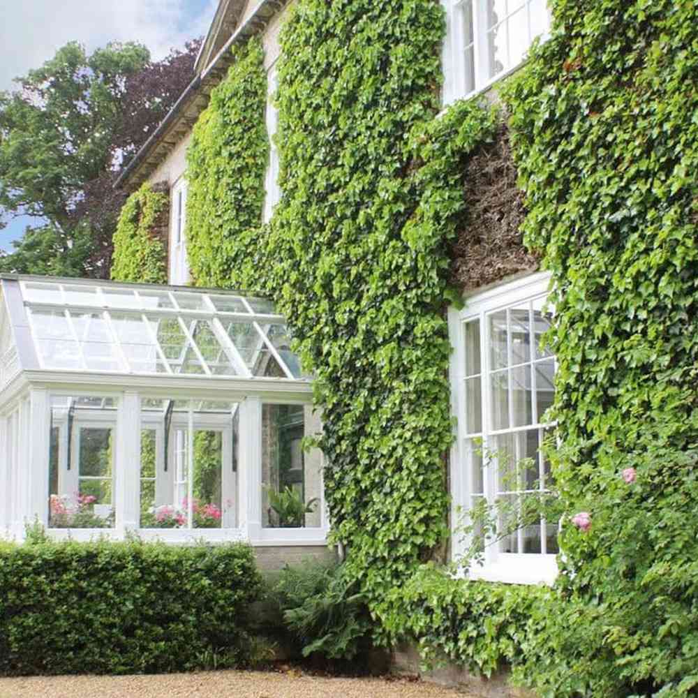 Iedera Golden Kolibri, cu frunzis verde si margini aurii