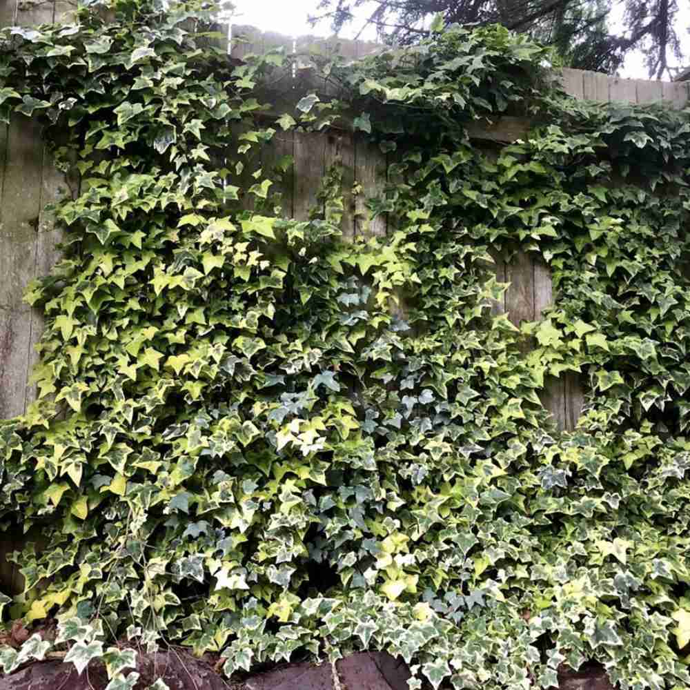 Iedera Golden Kolibri, cu frunzis verde si margini aurii