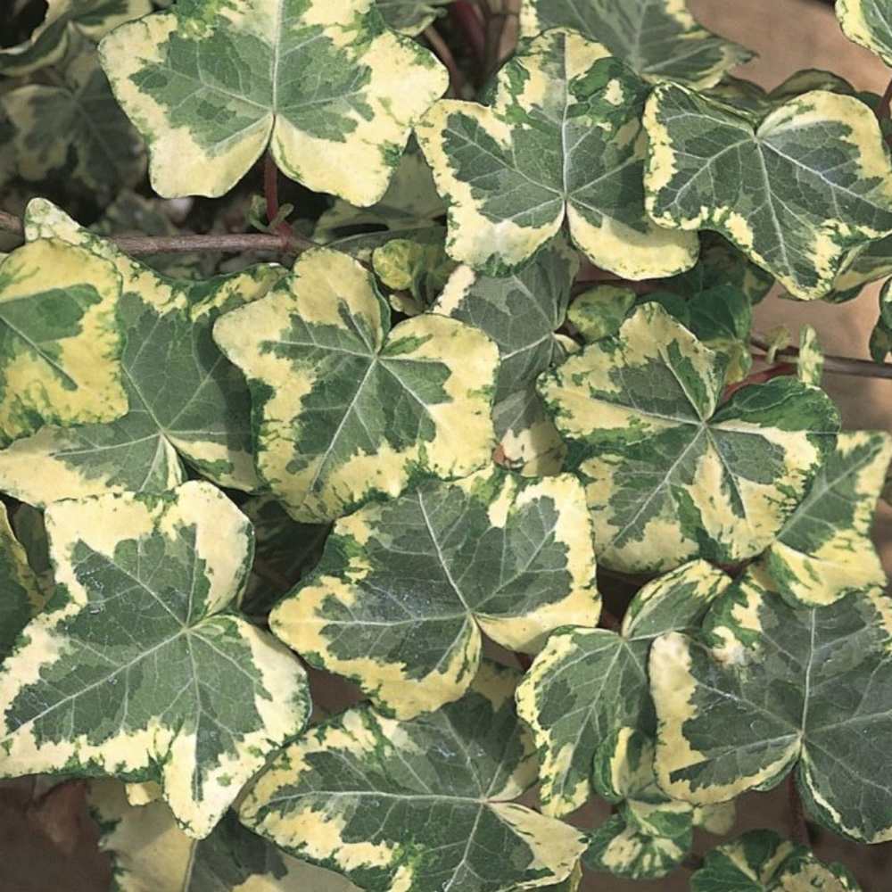 Iedera Golden Kolibri, cu frunzis verde si margini aurii