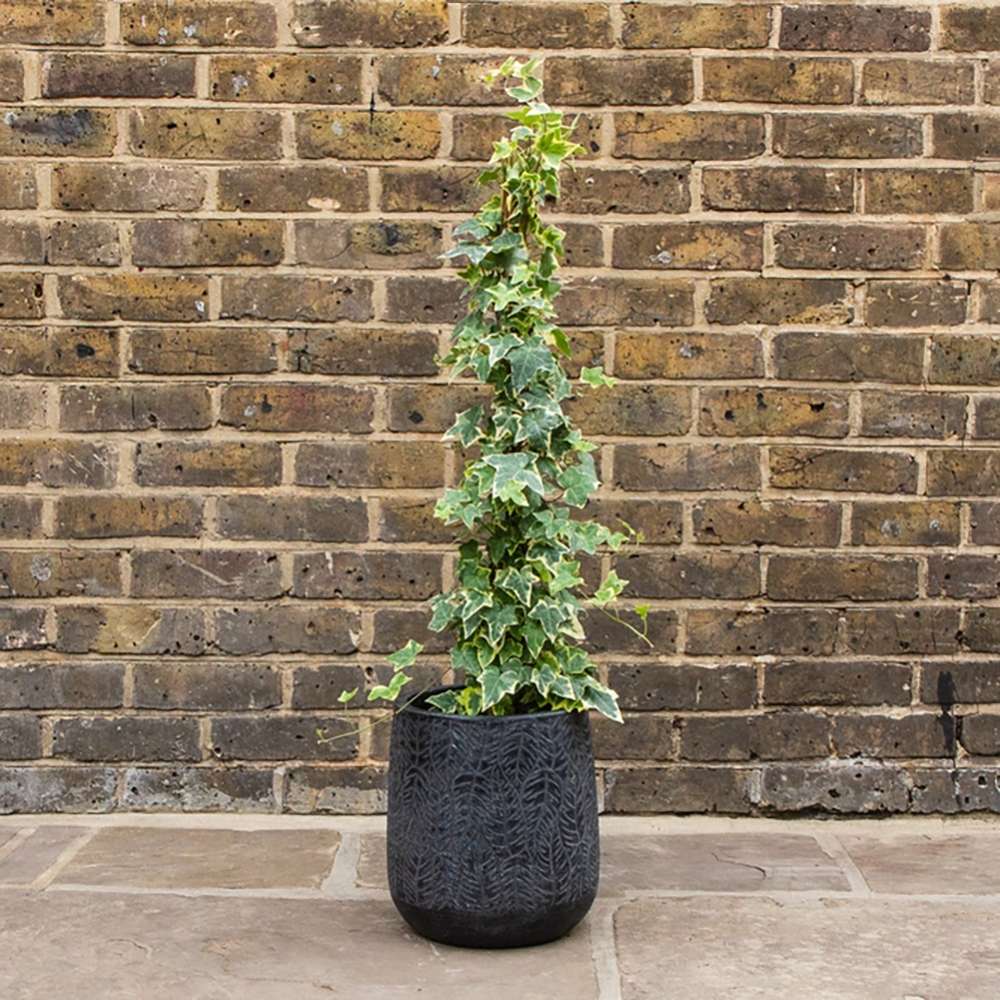 Iedera Golden Kolibri, cu frunzis verde si margini aurii