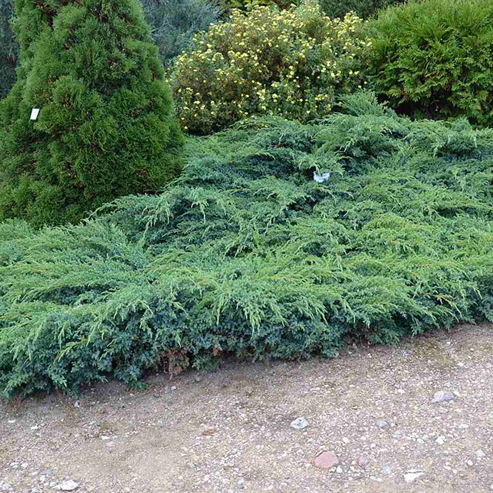 Ienupar tarator albastru-verde Blue Swede