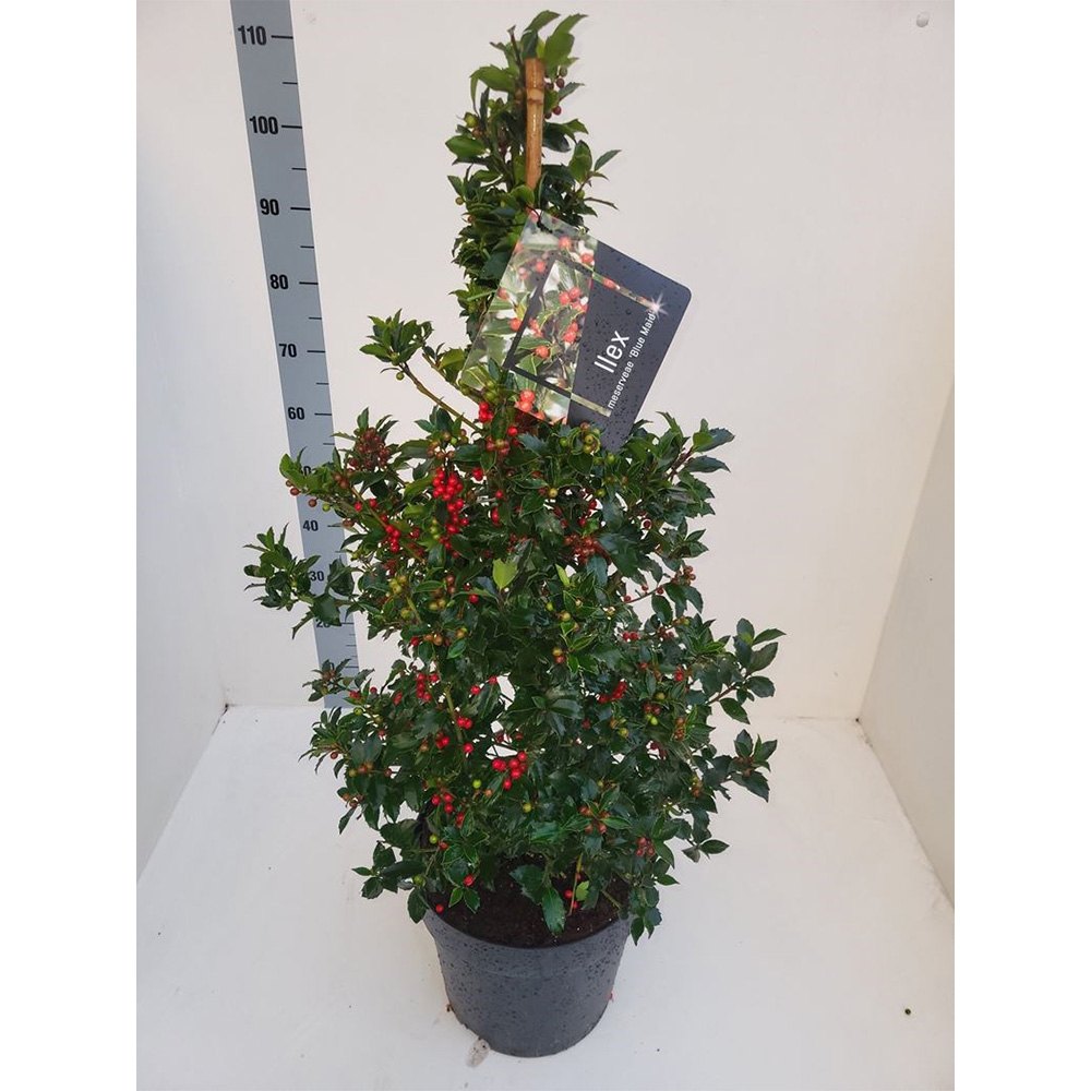 Laur Japonez Ilex Blue Maid, vesnic verde, cu fructe rosii, frunze albastru-verzui, forma piramidala