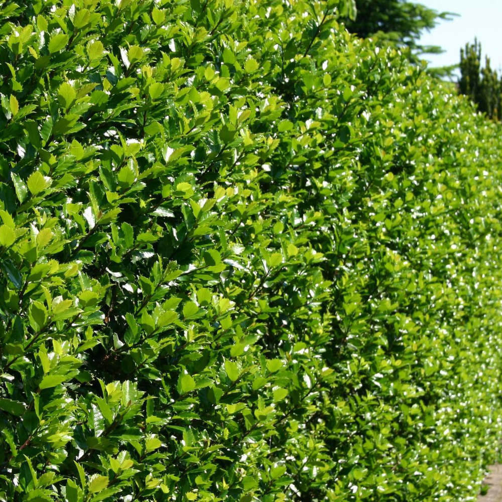 Laur Japonez Ilex Heckenstar, arbust cu frunzis lucios, crestere verticala, ideal gard viu, soi masculin