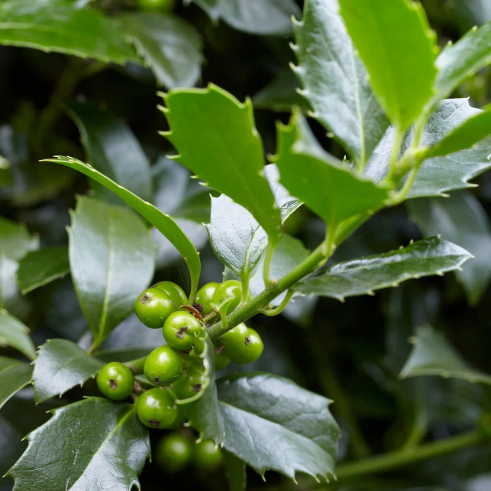 Laur Japonez Ilex Heckenstar, arbust cu frunzis lucios, crestere verticala, ideal gard viu, soi masculin