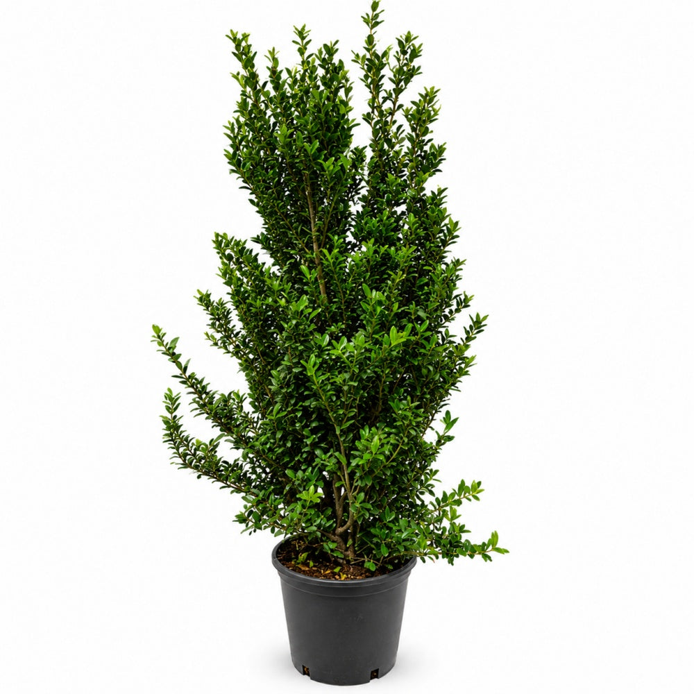 Ilexul Japonez Maximovici Kanehire, arbust vesnic verde pentru gard viu