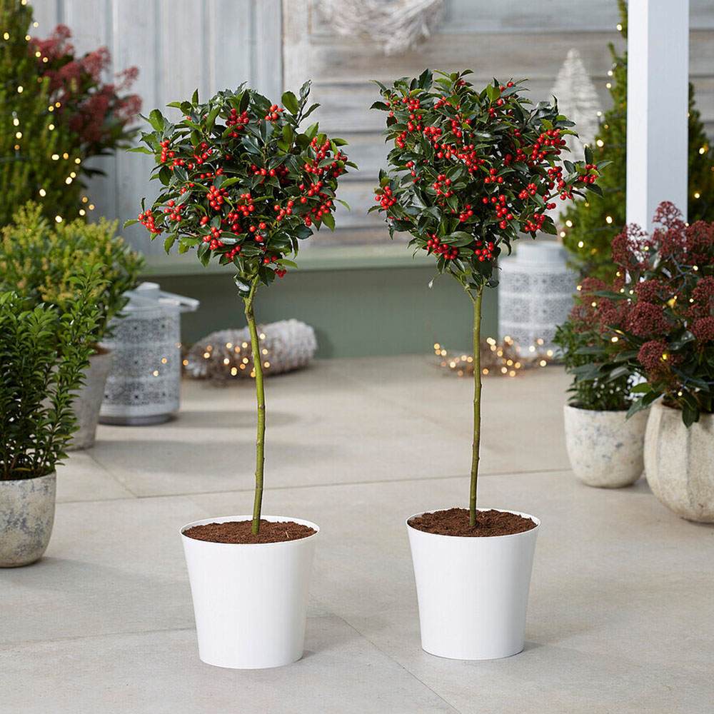 Ilex Blue Maid Copacel, frunzis verde-inchis, vesnic verde, fructe rosii decorative, decor iarna