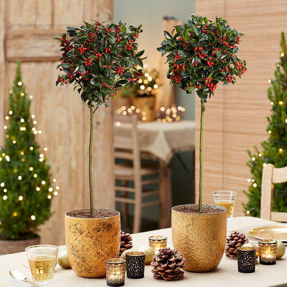 Ilex Blue Maid Copacel, frunzis verde-inchis, vesnic verde, fructe rosii decorative, decor iarna