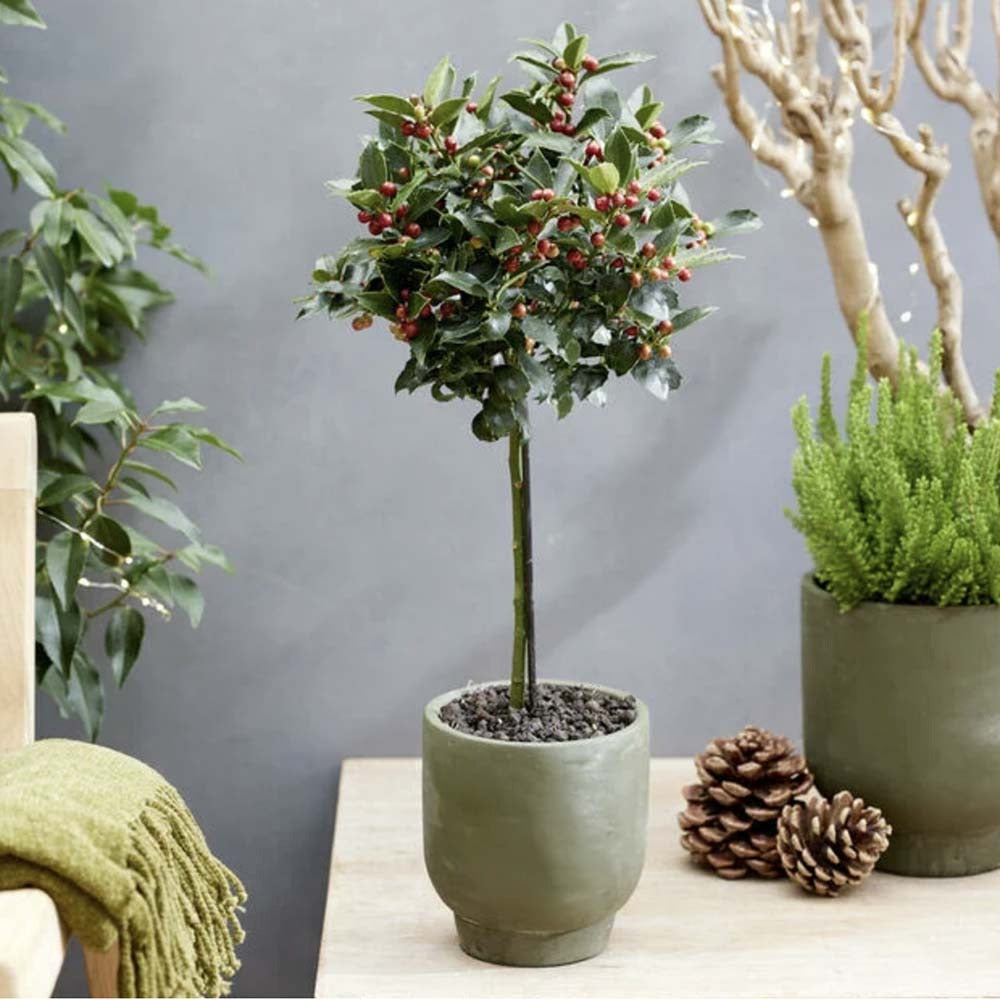 Ilex Blue Maid Copacel, frunzis verde-inchis, vesnic verde, fructe rosii decorative, decor iarna