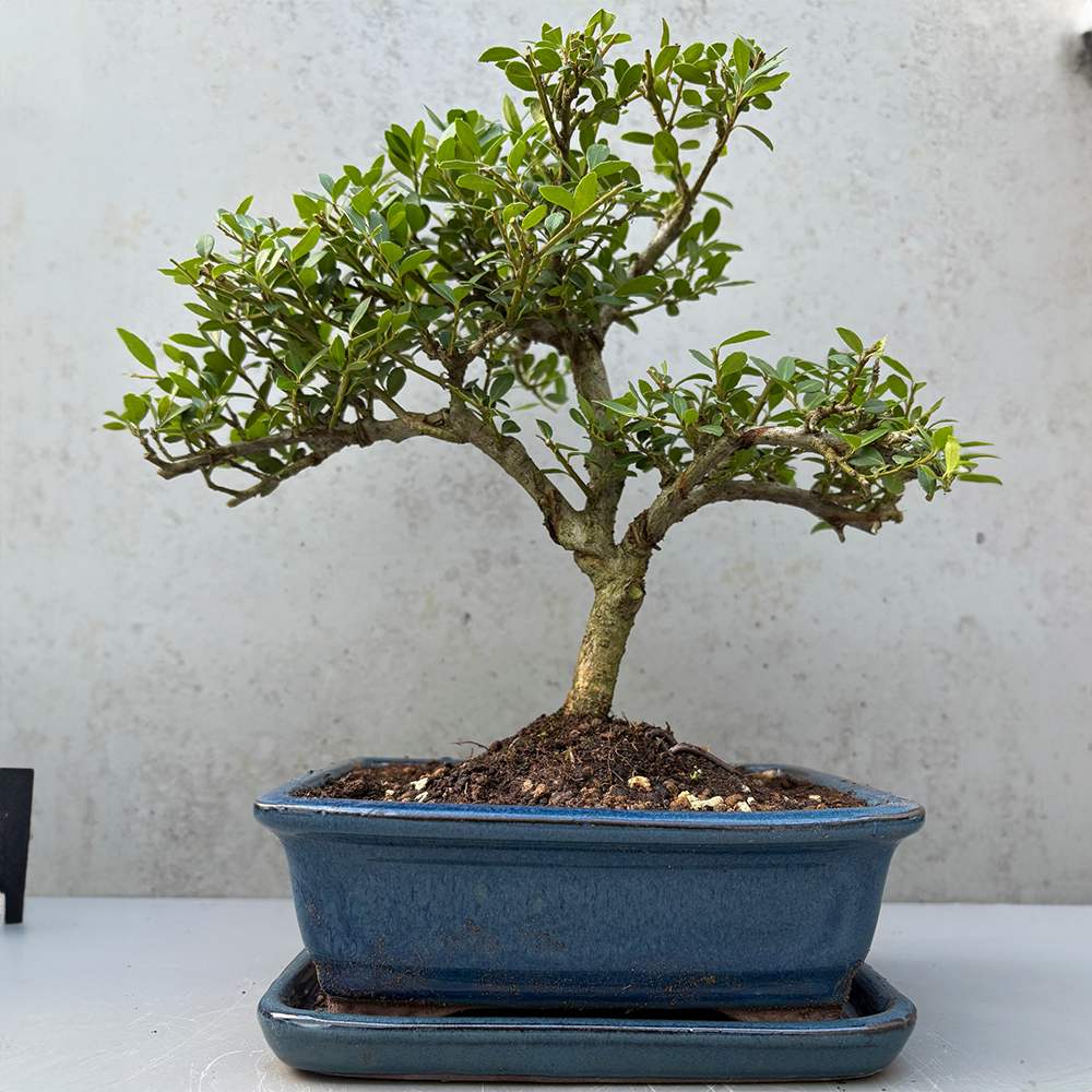 Aranjament Bonsai cu Ilex Crenata, copacel ornamental vesnic verde, stil japonez, ideal interior exterior - 30 cm