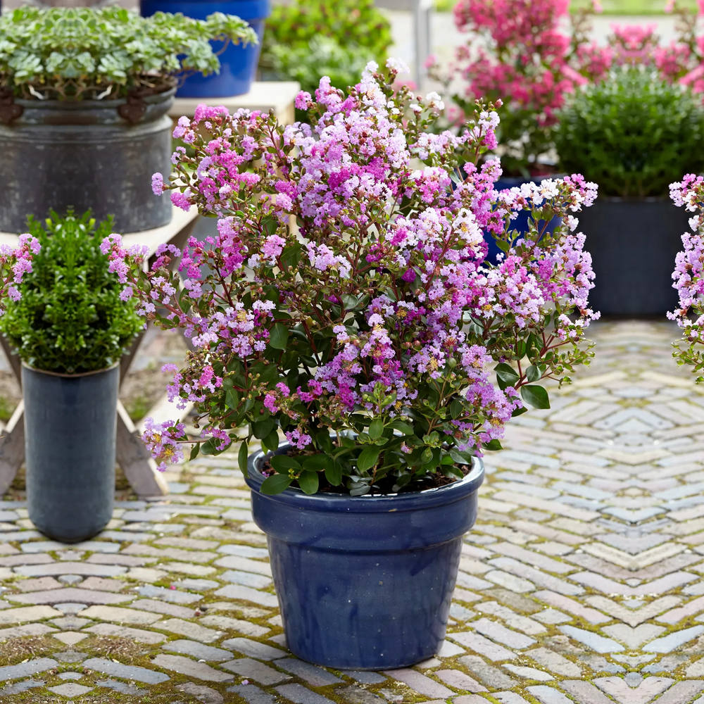 Liliac Indian Love Eternal (Lagerstroemia), flori roz-lila, arbust compact, inflorire lunga si crestere rapida