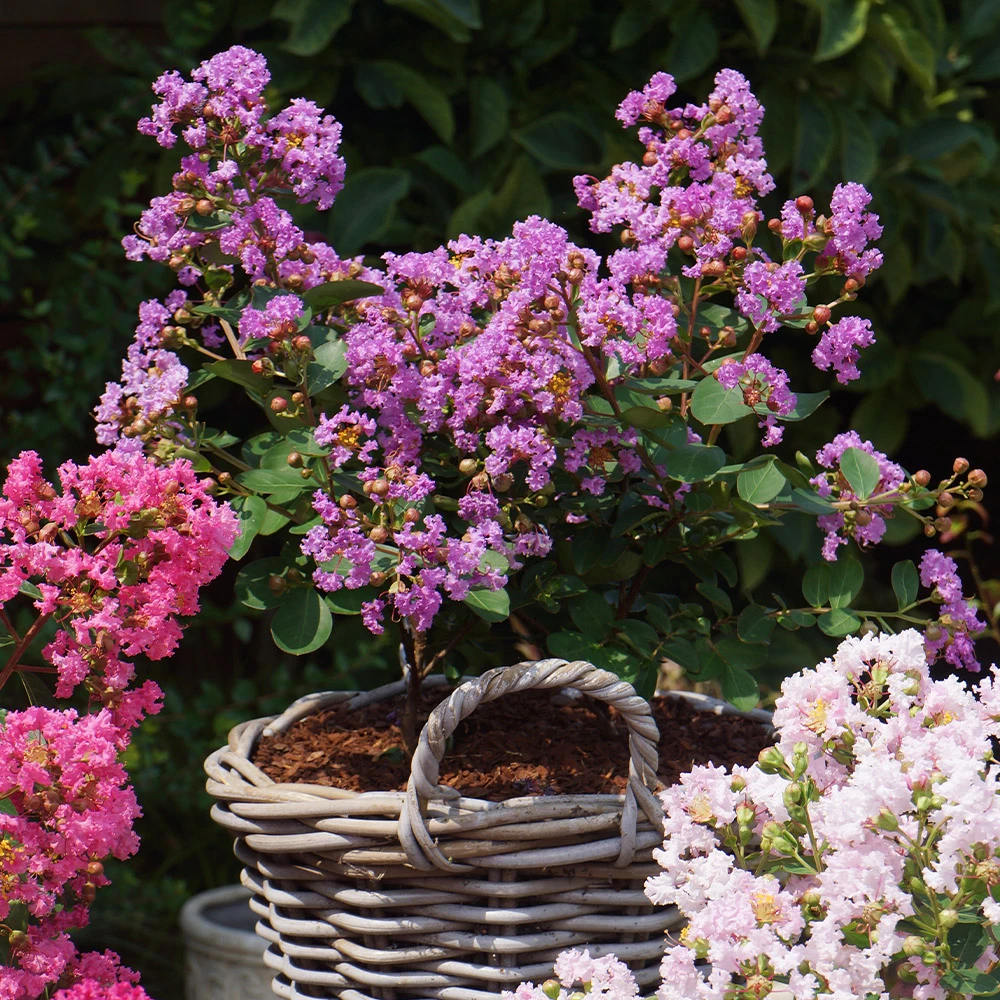 Liliac Indian Love Eternal (Lagerstroemia), flori roz-lila, arbust compact, inflorire lunga si crestere rapida