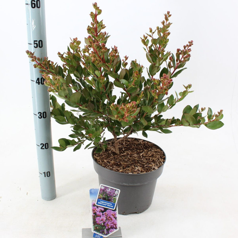 Liliac Indian Love Eternal (Lagerstroemia), flori roz-lila, arbust compact, inflorire lunga si crestere rapida