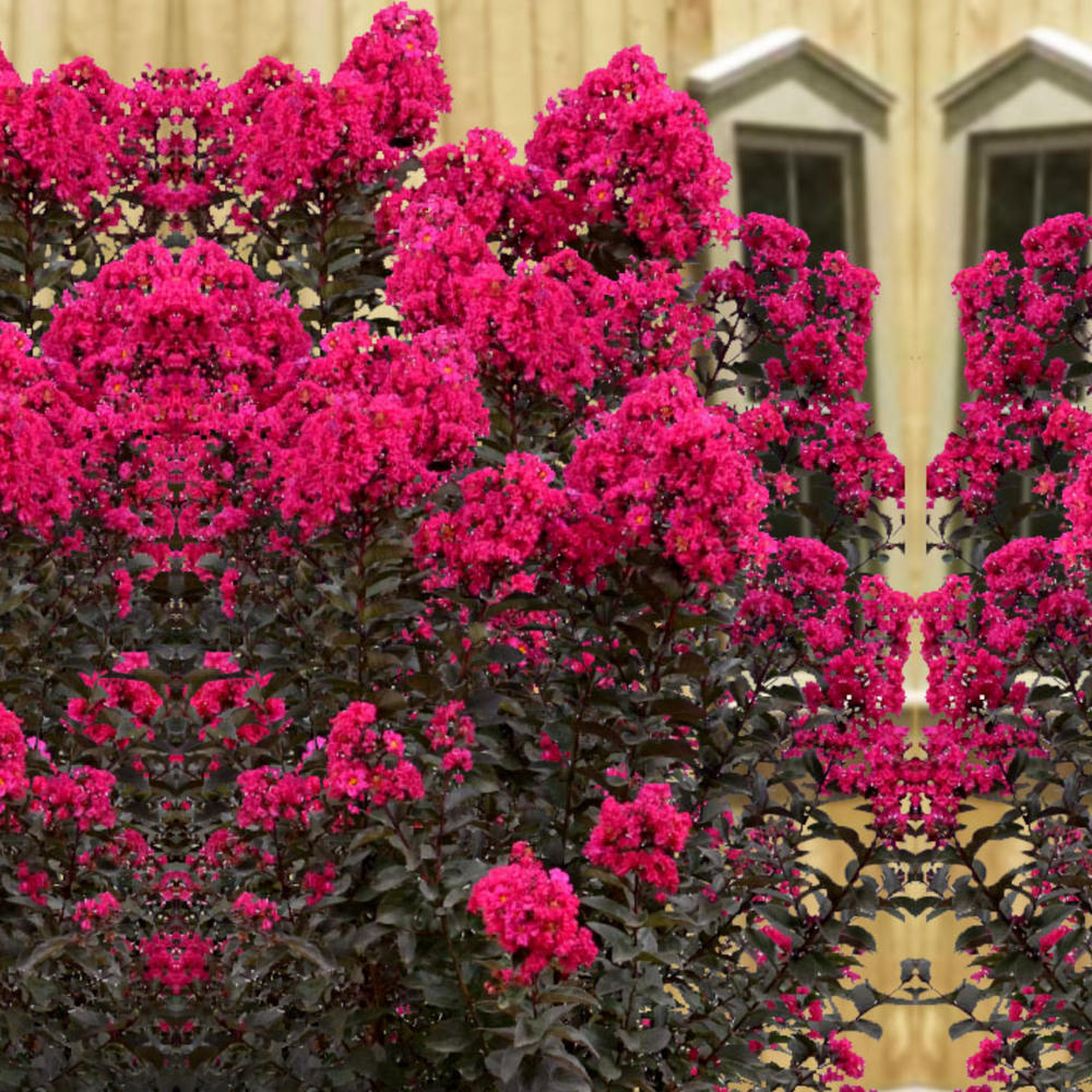 Liliac Indian Mystic Magenta (Lagerstroemia), flori magenta, arbust cu frunzis inchis, inflorire lunga si crestere rapida