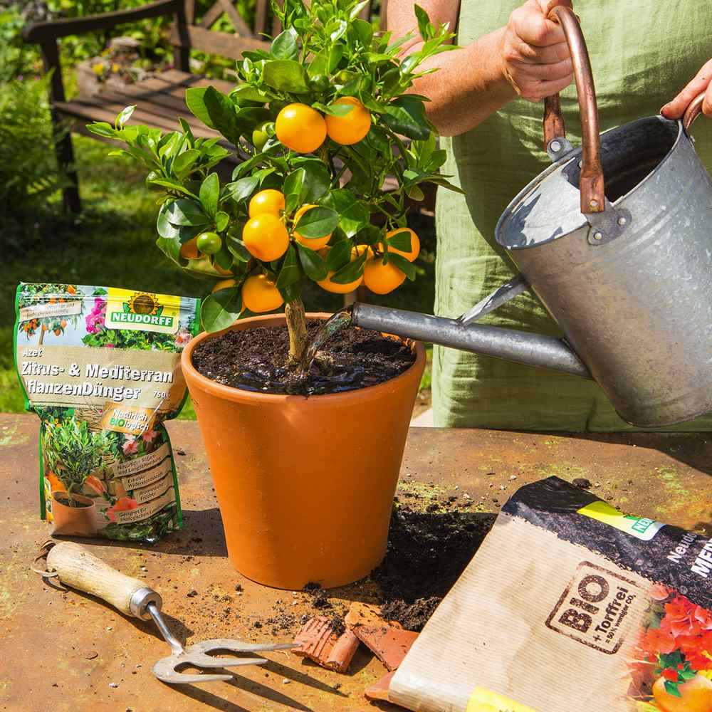 Ingrasamant Azet pentru Plante Citrice si Plante Mediteraneene, 750 g, Neudorff