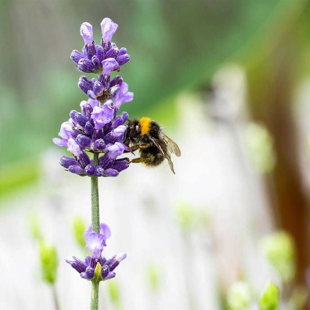 Ingrasamant Special Azet pentru Lavanda, 750 g, Neudorff