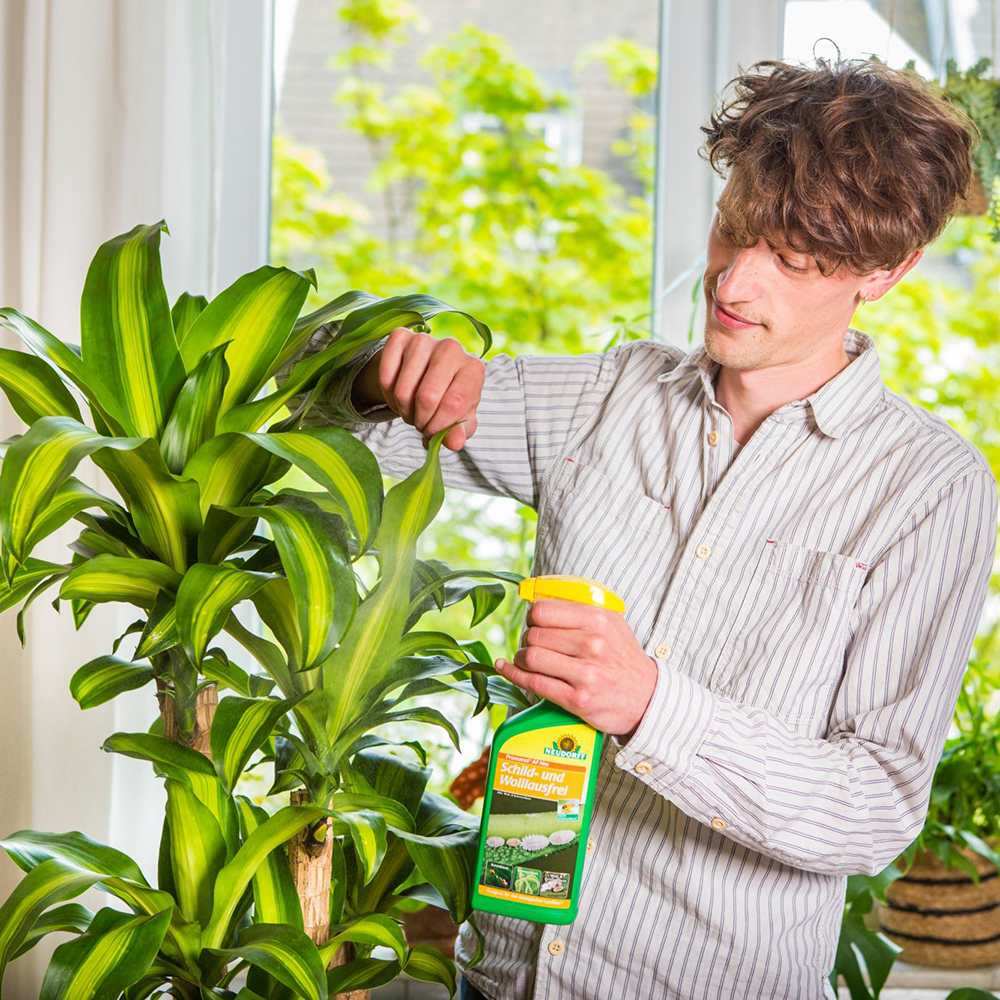 Insecticid contra Paduchiilor Testoase si Lanoase, 500 ml, Neudorff