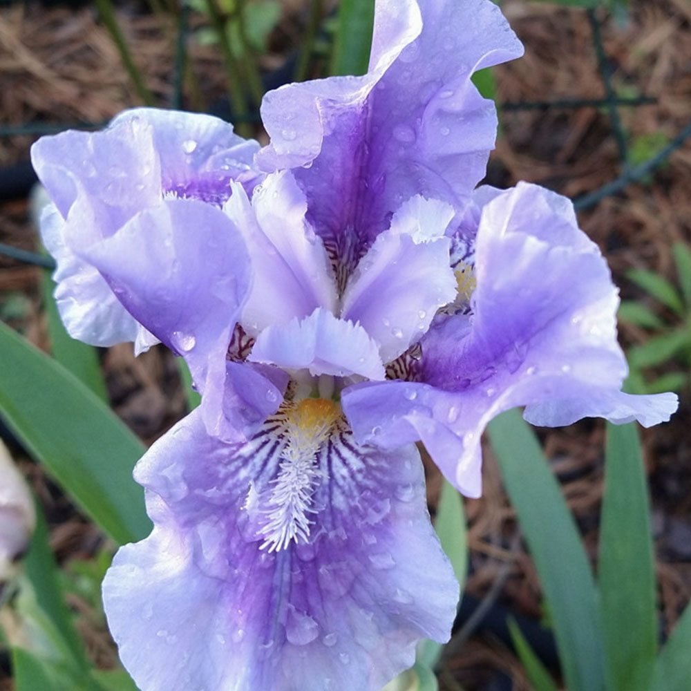 Iris Germanica mov-pal (Stanjenel) Bedtime Story - Bulb Plantat In Ghiveci