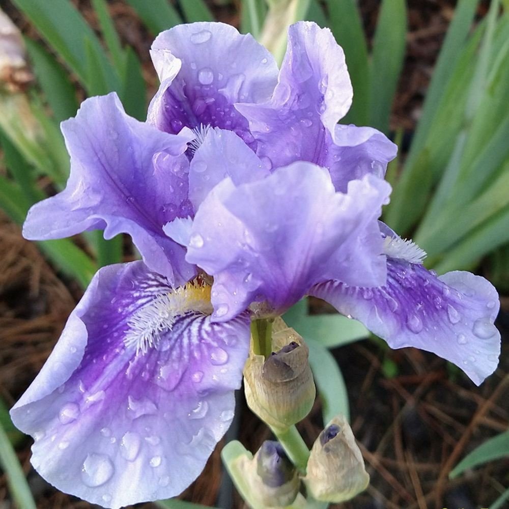 Iris Germanica mov-pal (Stanjenel) Bedtime Story - Bulb Plantat In Ghiveci